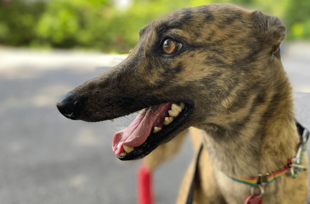 Barking
