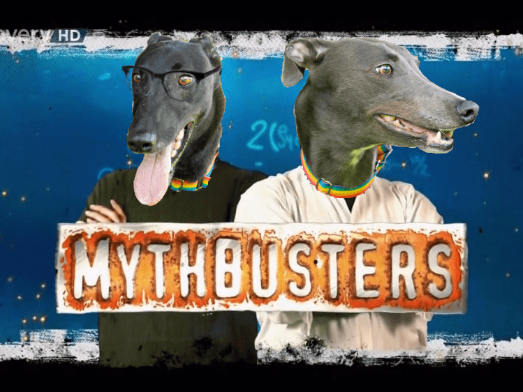 Common Myths About Adopting a Greyhound