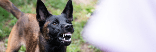 Dog Attacks: Keeping You and Your Dog Safe
