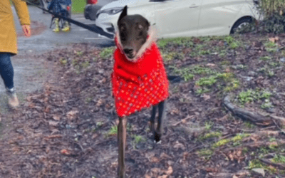 Festive Sighthound Walk Success in Swansea