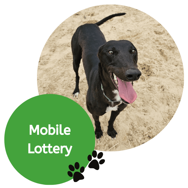 Mobile Lottery